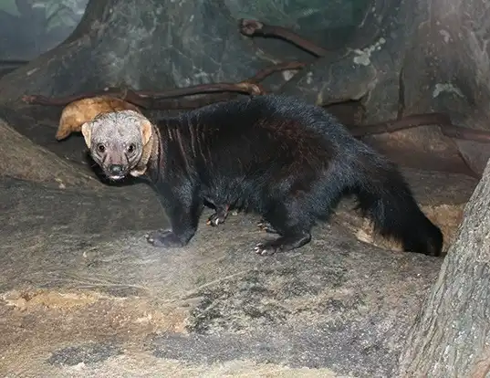 Picture of a tayra (Eira barbara)