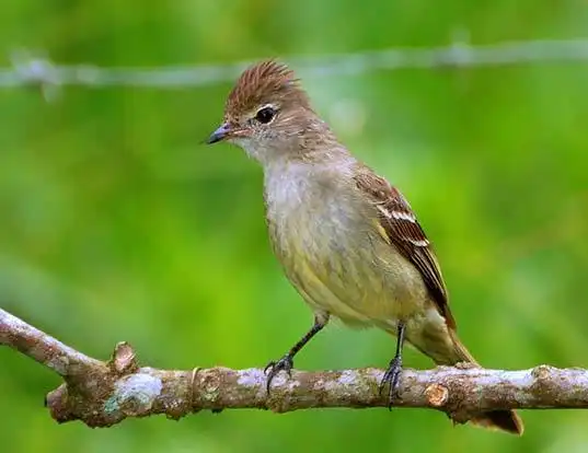 Picture of a caribbean elaenia (Elaenia martinica)