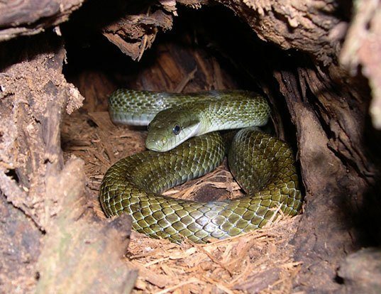 Picture of a japanese rat snake (Elaphe climacophora)