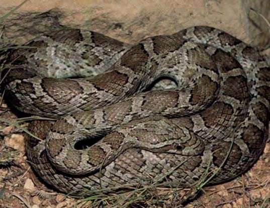 Picture of a great plains rat snake (Elaphe guttata emoryi)