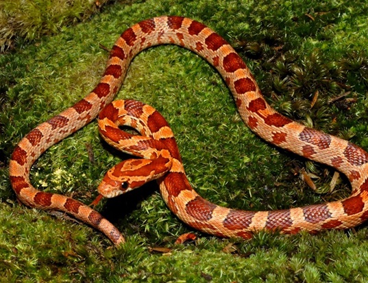 Picture of a corn snake (Elaphe guttata guttata)