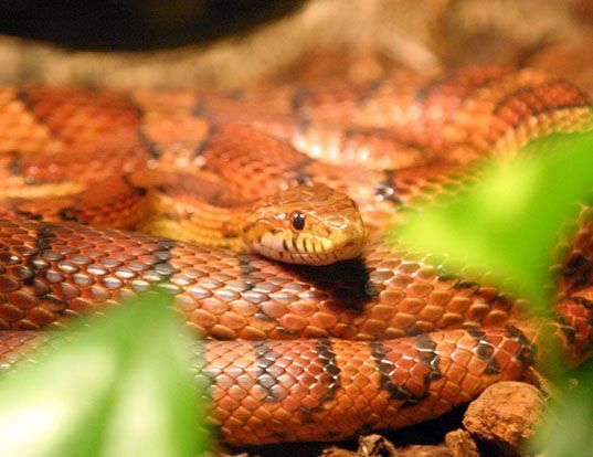 Picture of a red corn snake (Elaphe guttata)