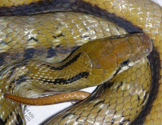 Picture of a trinket snake (Elaphe helena)