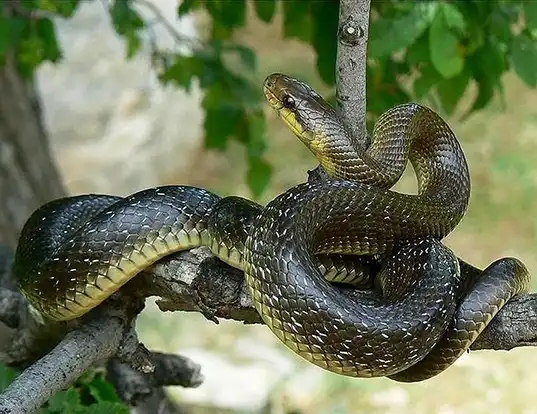 Picture of a aesculapian rat snake (Elaphe longissima)
