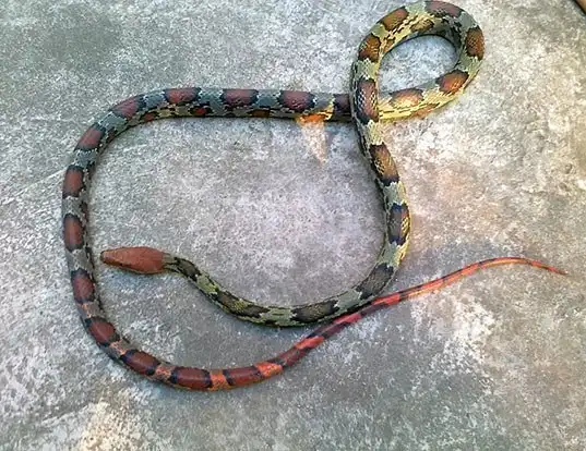Picture of a red-headed rat snake (Elaphe moellendorffi)