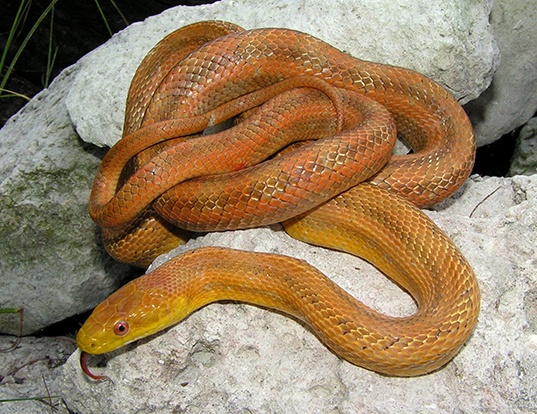 Picture of a yellow rat snake (Elaphe obsoleta quadrivittata)