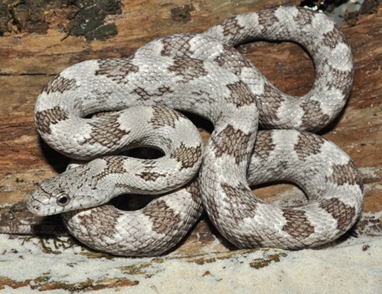 Picture of a gray rat snake (Elaphe obsoleta spiloides)