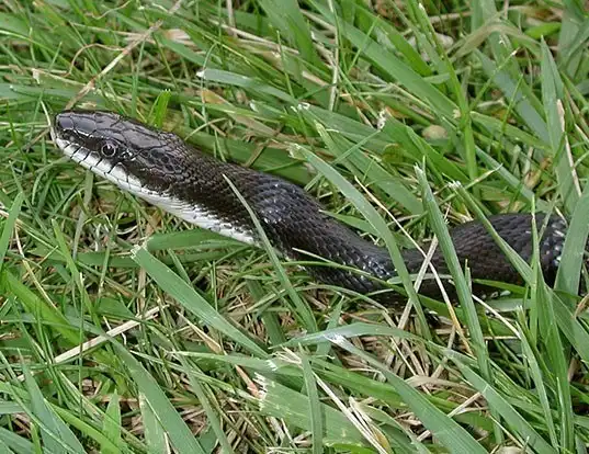 Picture of a western rat snake (Elaphe obsoleta)
