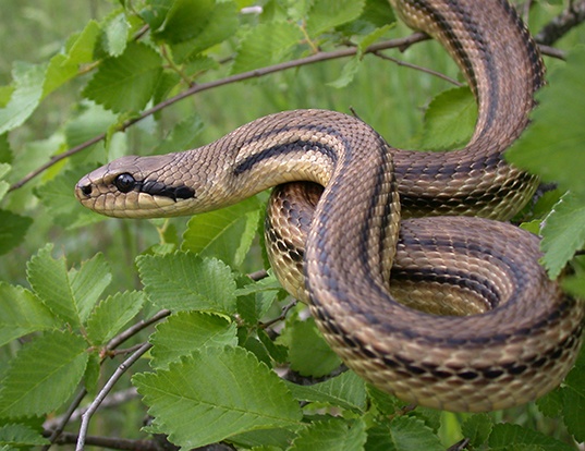 Picture of a four-lined rat snake (Elaphe quatuorlineata)