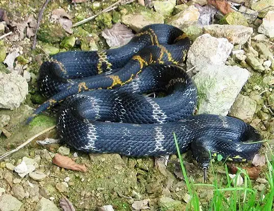 Picture of a amur ratsnakes (Elaphe schrenckii)