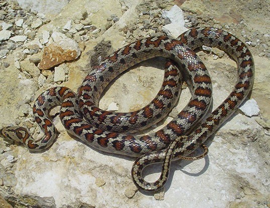 Picture of a european leopard snake (Elaphe situla)