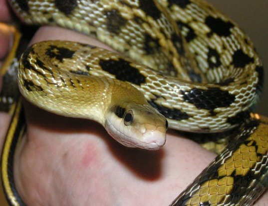 Picture of a taipan beauty snake (Elaphe taeniura)