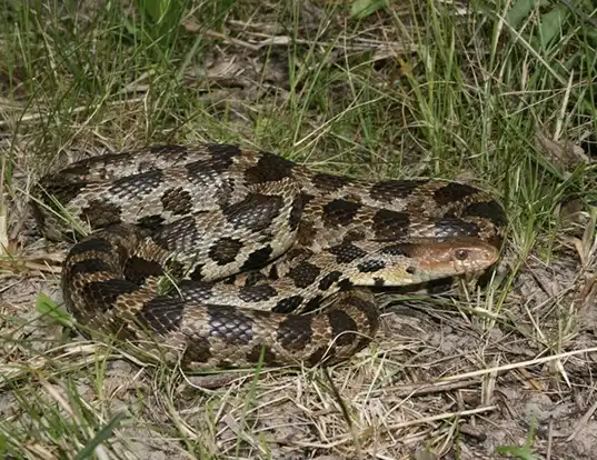 Picture of a eastern fox snake (Elaphe vulpina)