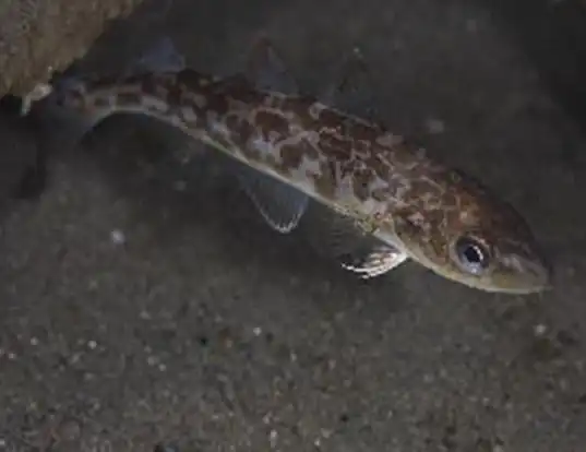 Picture of a saffron cod (Eleginus gracilis)