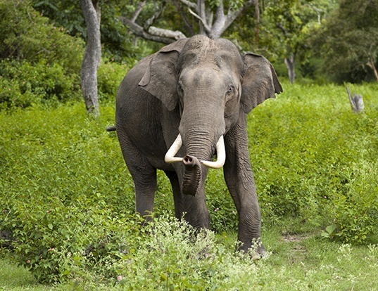 Picture of a asian elephant (Elephas maximus)