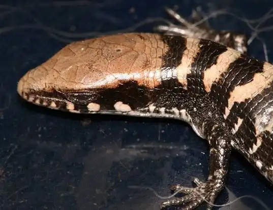 Picture of a madrean alligator lizard (Elgaria kingii)