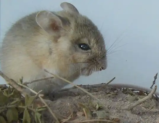 Picture of a highland gerbil mouse (Eligmodontia typus)
