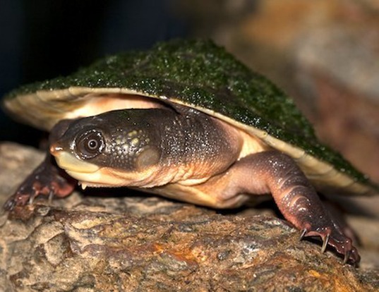 Picture of a northern australian snapping turtle (Elseya dentata)