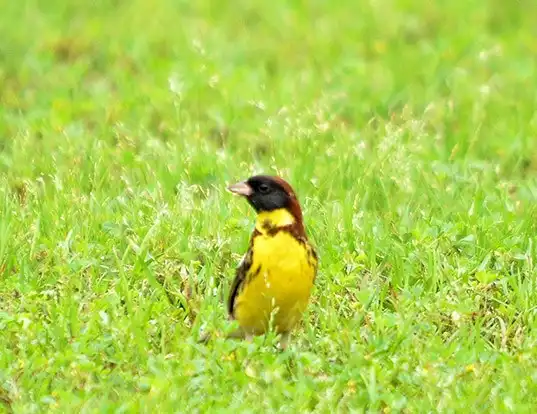 Picture of a yellow-breasted bunting (Emberiza aureola)