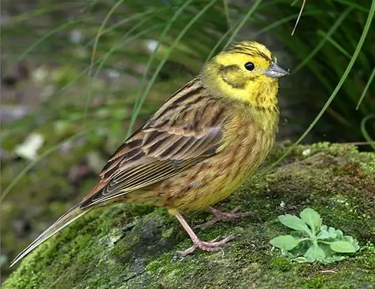 Picture of a yellowhammer (Emberiza citrinella)