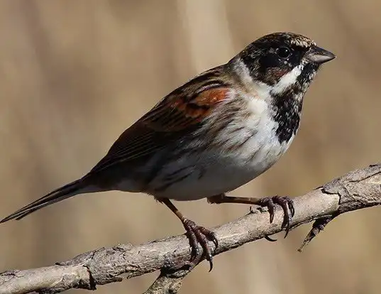 Picture of a reed bunting (Emberiza schoeniclus)