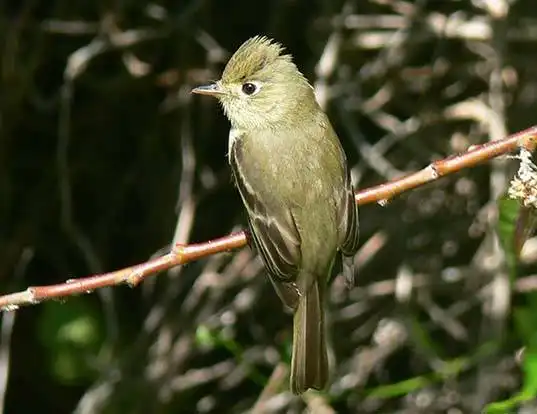 Picture of a western flycatcher (Empidonax difficilis)