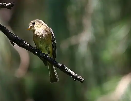 Picture of a buff-breasted flycatcher (Empidonax fulvifrons)