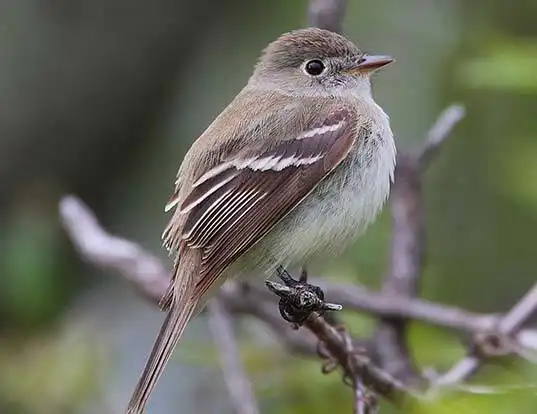 Picture of a least flycatcher (Empidonax minimus)