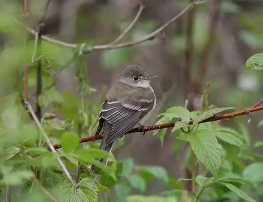 Picture of a willow flycatcher (Empidonax traillii)