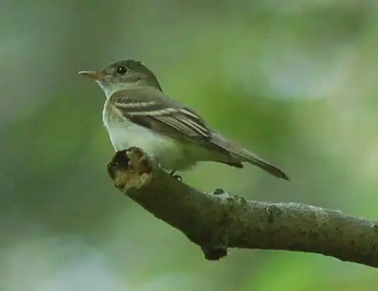 Picture of a acadian flycatcher (Empidonax virescens)