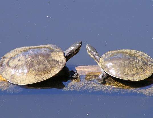 Picture of a macquarie turtle (Emydura macquarii)
