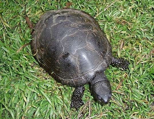 Picture of a european pond tortoise (Emys orbicularis)