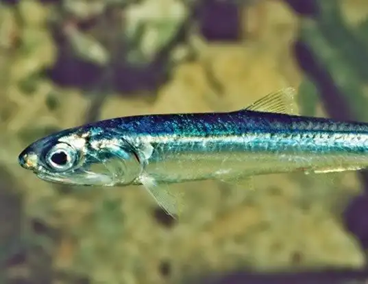 Picture of a australian anchovy (Engraulis australis)