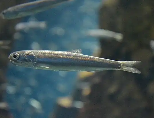 Picture of a japanese anchovy (Engraulis japonicus)