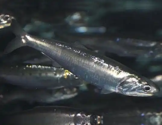 Picture of a peruvian anchoveta (Engraulis ringens)