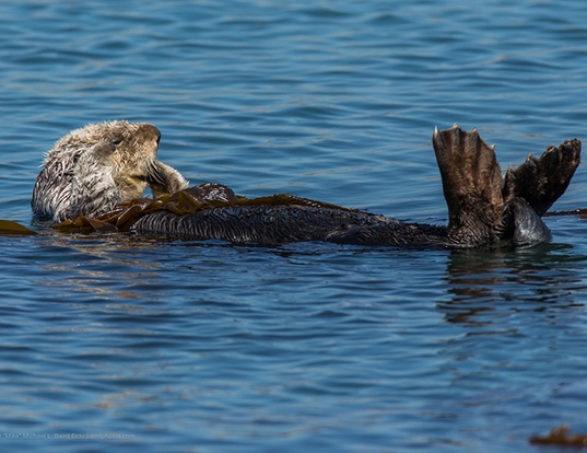 Picture of a sea otter (Enhydra lutris)