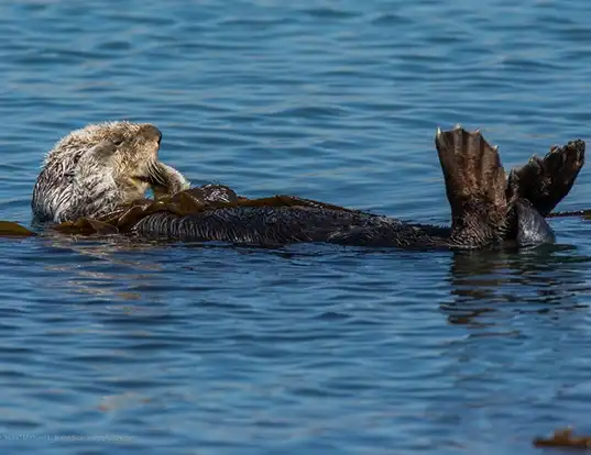 Picture of a sea otter (Enhydra lutris)