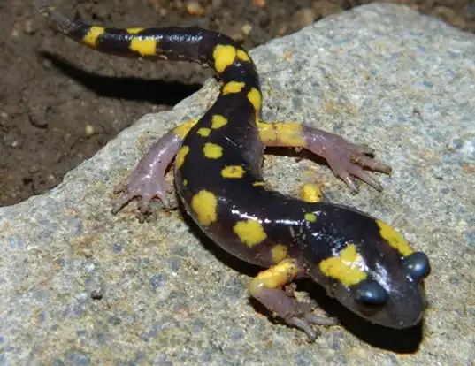 Picture of a yellow-blotched salamander (Ensatina eschscholtzii croceater)