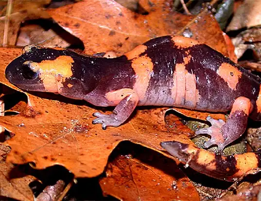 Picture of a large-blotched salamander (Ensatina eschscholtzii klauberi)