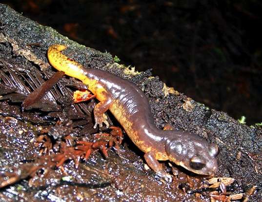 Picture of a oregon salamander (Ensatina eschscholtzii oregonensis)