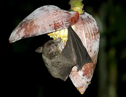 Picture of a dawn bat (Eonycteris spelaea)