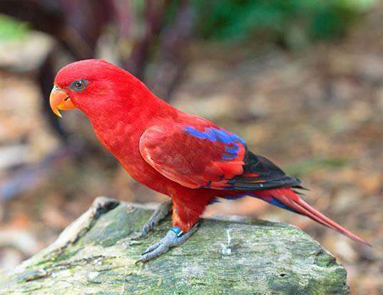 Picture of a red lory (Eos bornea)