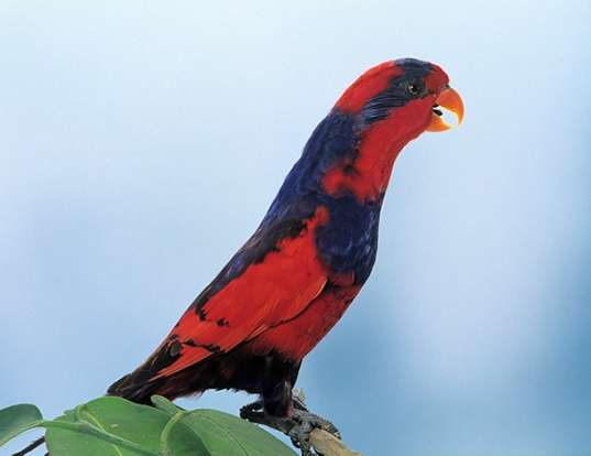Picture of a red-and-blue lory (Eos histrio)