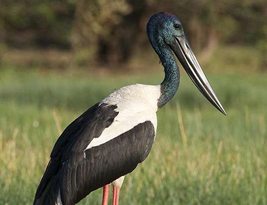 Picture of a black-necked stork (Ephippiorhynchus asiaticus)