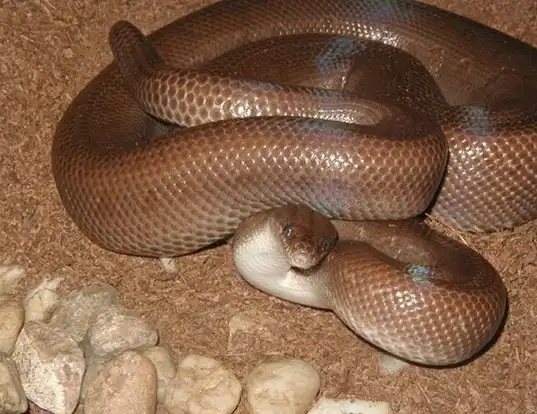 Picture of a colombian rainbow boa (Epicrates cenchria maurus)