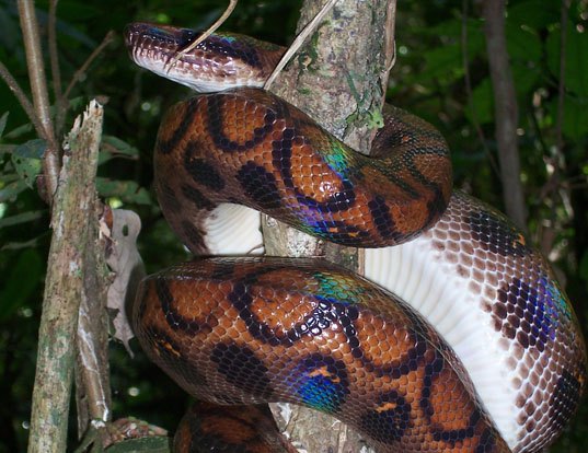 Picture of a rainbow boa (Epicrates cenchria)