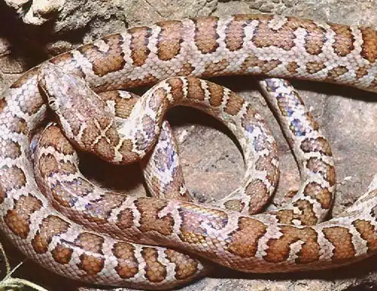 Picture of a ford's boa (Epicrates fordii)