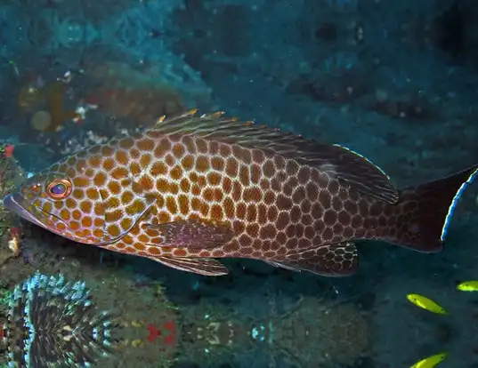 Picture of a areolate grouper (Epinephelus areolatus)