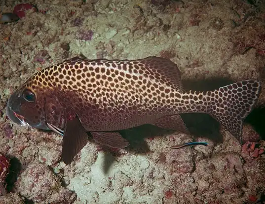 Picture of a brownspotted grouper (Epinephelus chlorostigma)