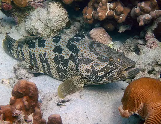 Picture of a orange-spotted grouper (Epinephelus coioides)
